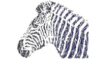 NAXART Studio - Zebra